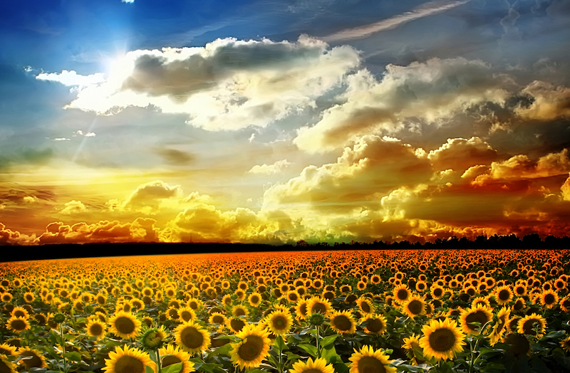 Farm & Wilderness